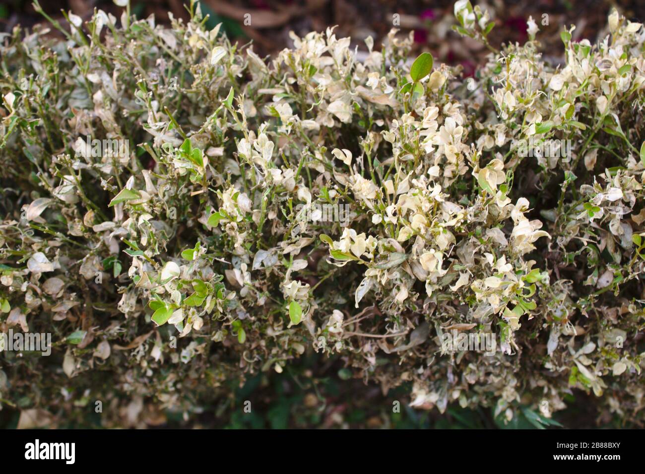 The picture shows a box damaged by a box tree moth Stock Photo - Alamy