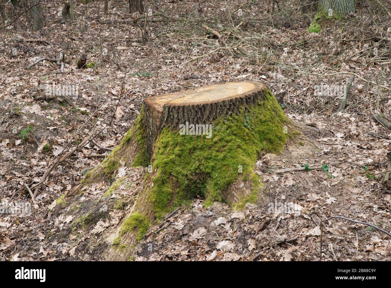 cut oak tree stump in forest closeup Stock Photo Alamy