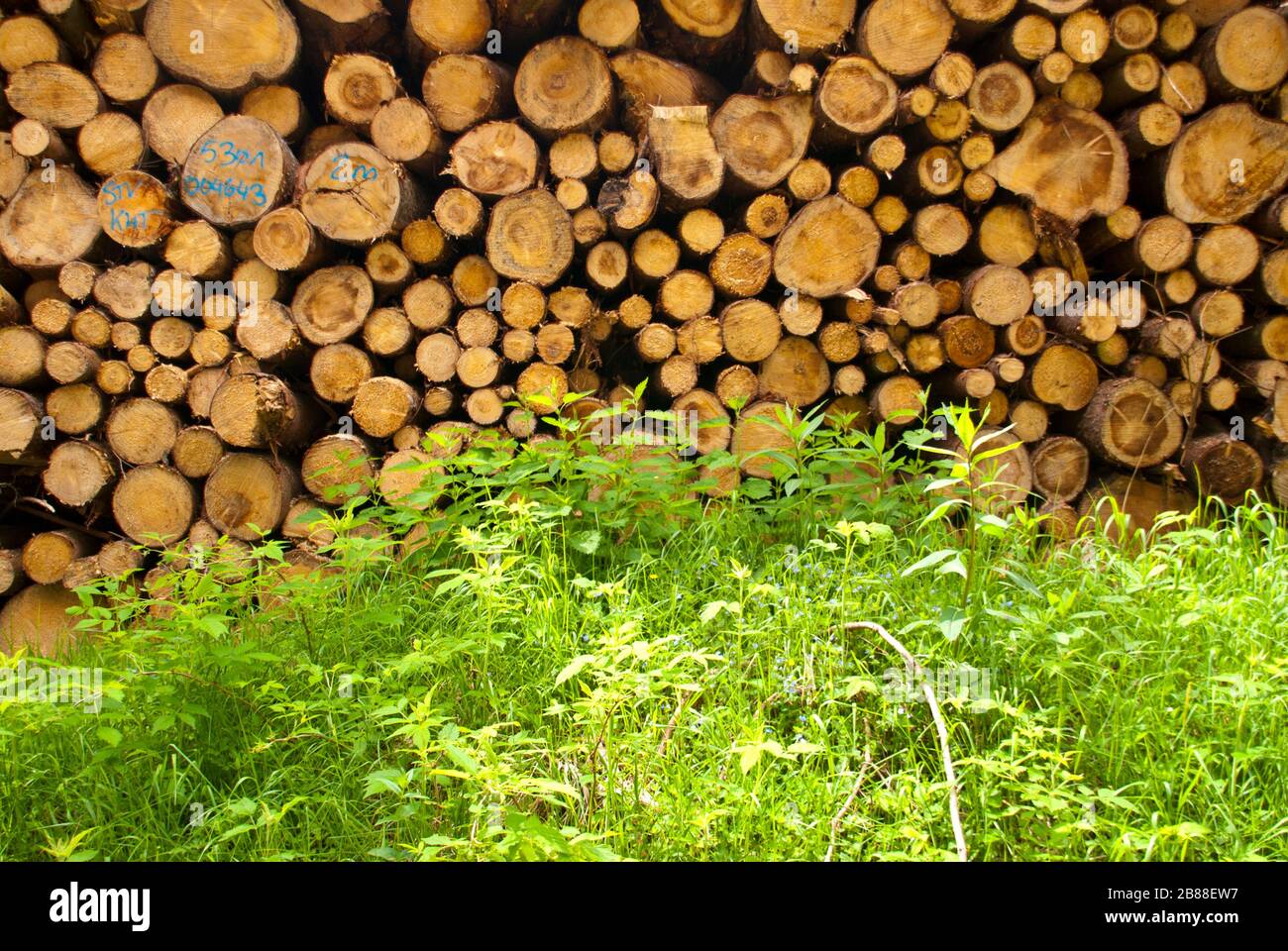 Stack of Wood in Germany Stock Photo Alamy