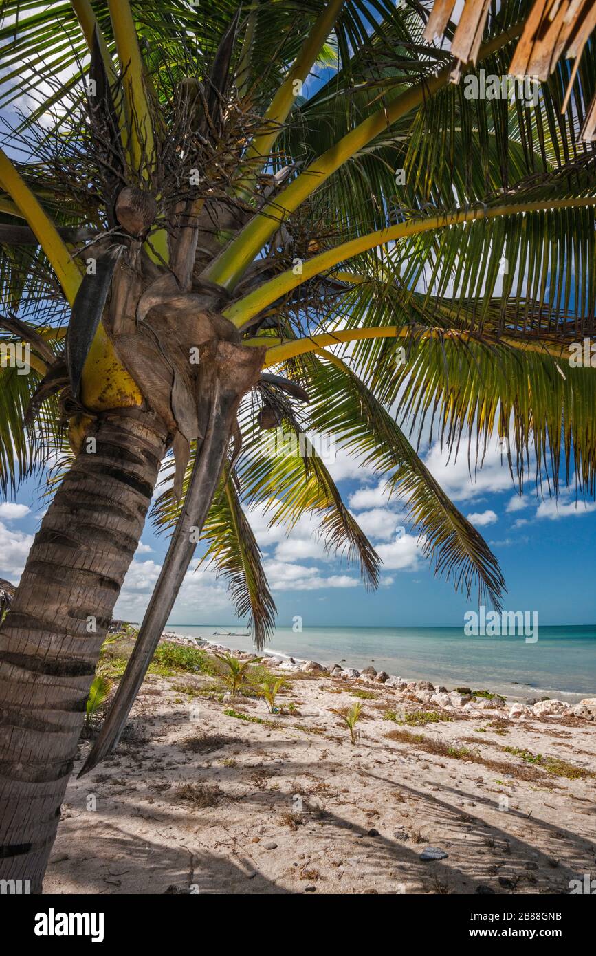 Coconut palm tree on beach, Punta Tonanche near Champoton over Bay of Campeche, Gulf of Mexico, Campeche state, Mexico Stock Photo