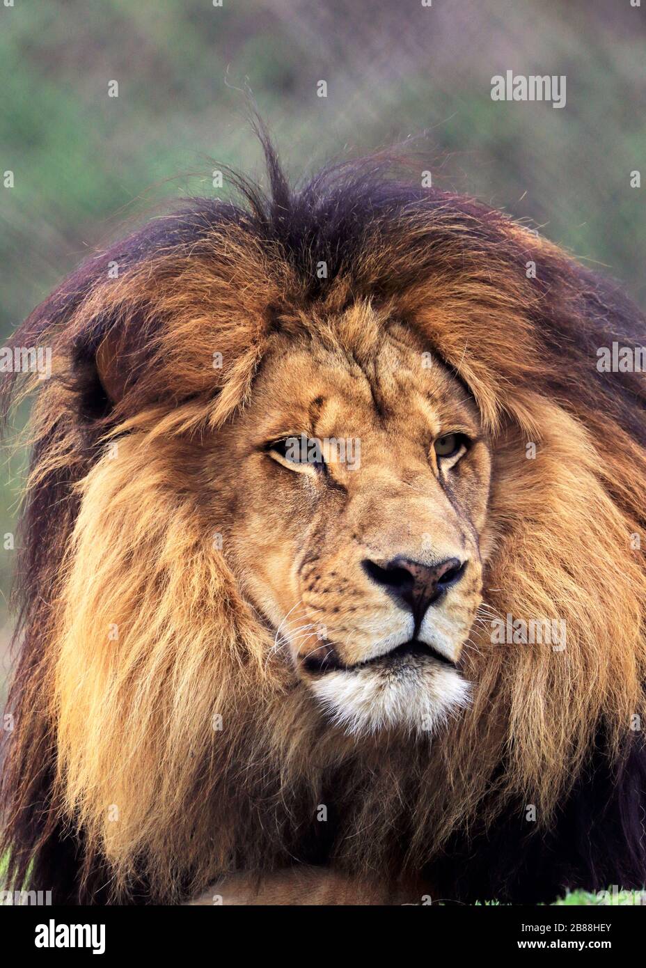 A male African Lion, Panthera leo, staring. Cape May County Park & Zoo, Cape May Courthouse, New Jersey, USA Stock Photo