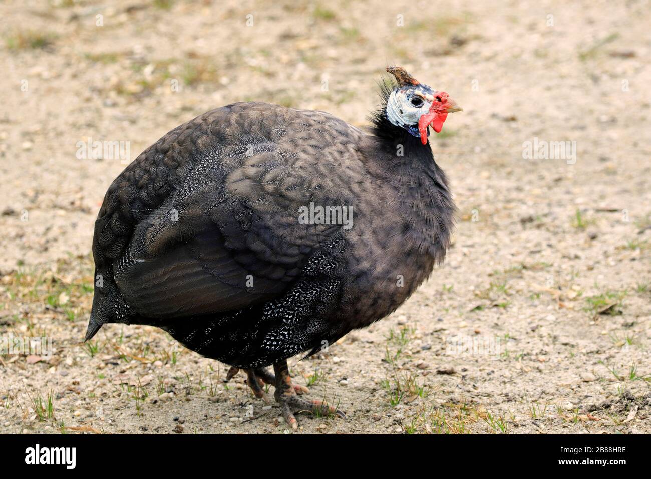 Helmeted Guineafowl, Numida meleagris. Cape May County Park & Zoo, Cape May Courthouse, New Jersey, USA Stock Photo