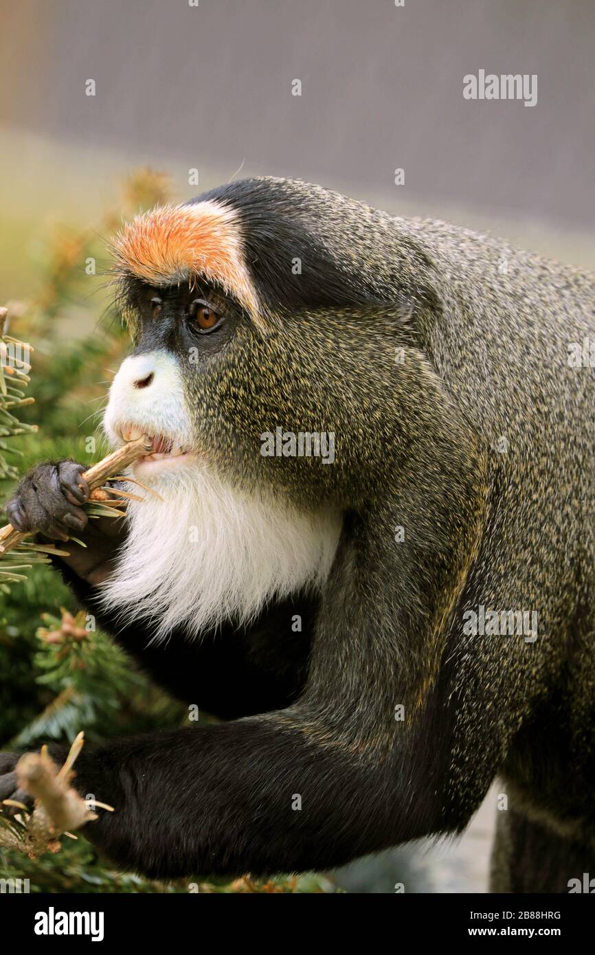 A De Brazza's Monkey, Cercopithecus neglectus. Cape May County Park and Zoo, Cape May Courthouse, New Jersey, USA Stock Photo
