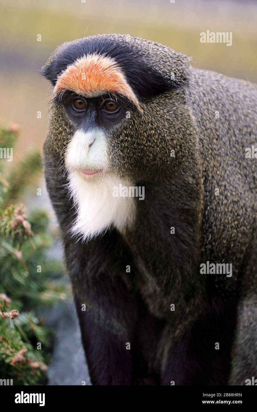 A De Brazza's Monkey, Cercopithecus neglectus. Cape May County Park and Zoo, Cape May Courthouse, New Jersey, USA Stock Photo