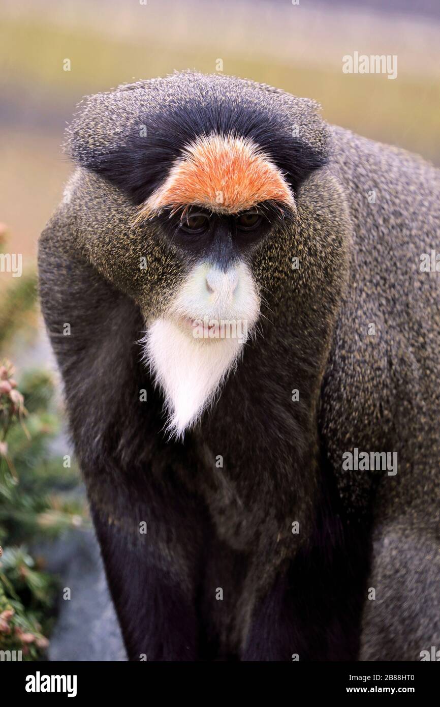 A De Brazza's Monkey, Cercopithecus neglectus. Cape May County Park and Zoo, Cape May Courthouse, New Jersey, USA Stock Photo