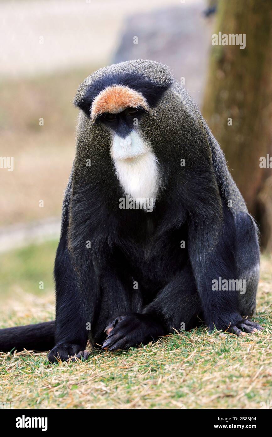 A De Brazza's Monkey, Cercopithecus Neglectus. Cape May County Park And ...