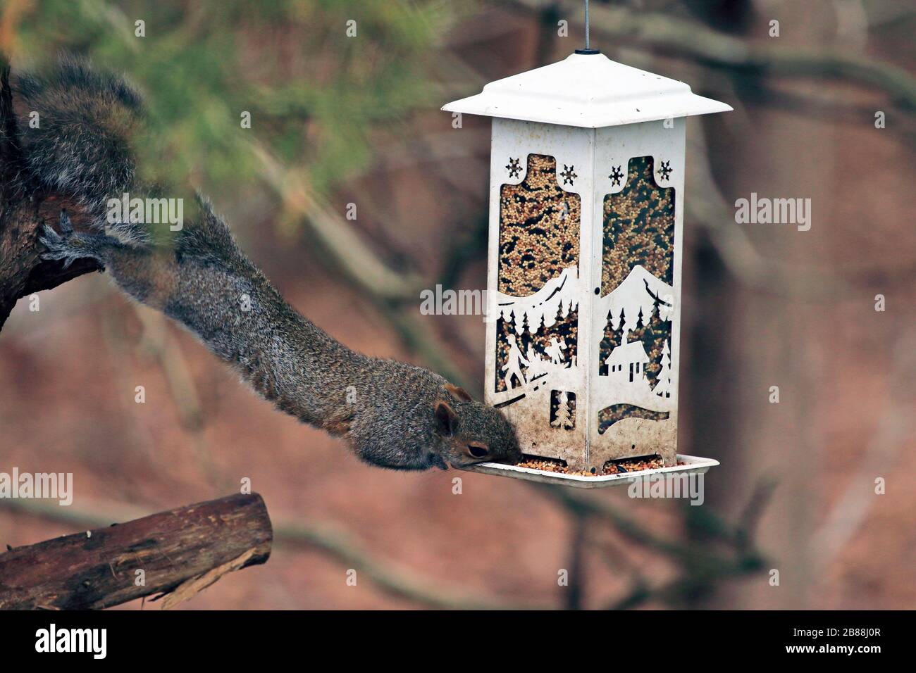 An Eastern Gray Squirrel, Sciurus carilinensis, raiding a bird feeder. Stock Photo