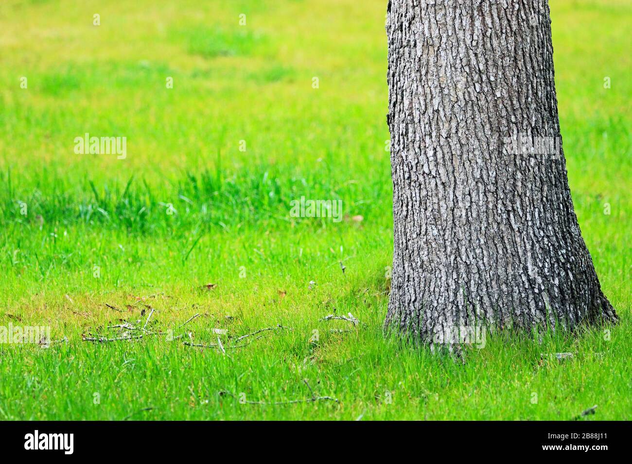 A tree trunk amid a grassy green field. Stock Photo