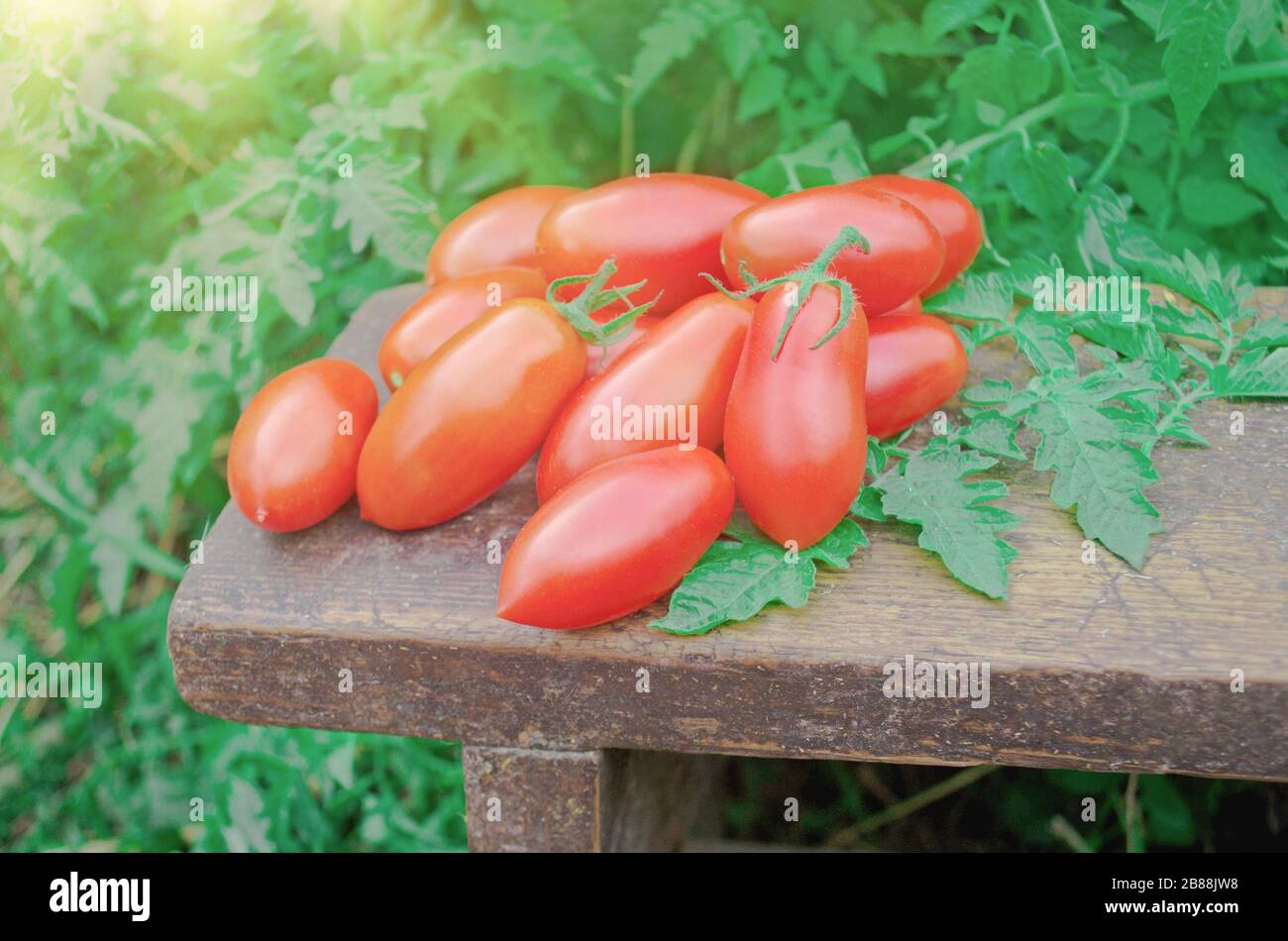 Fresh long tomato. Organic cherry plum tomatoes. Stock Photo