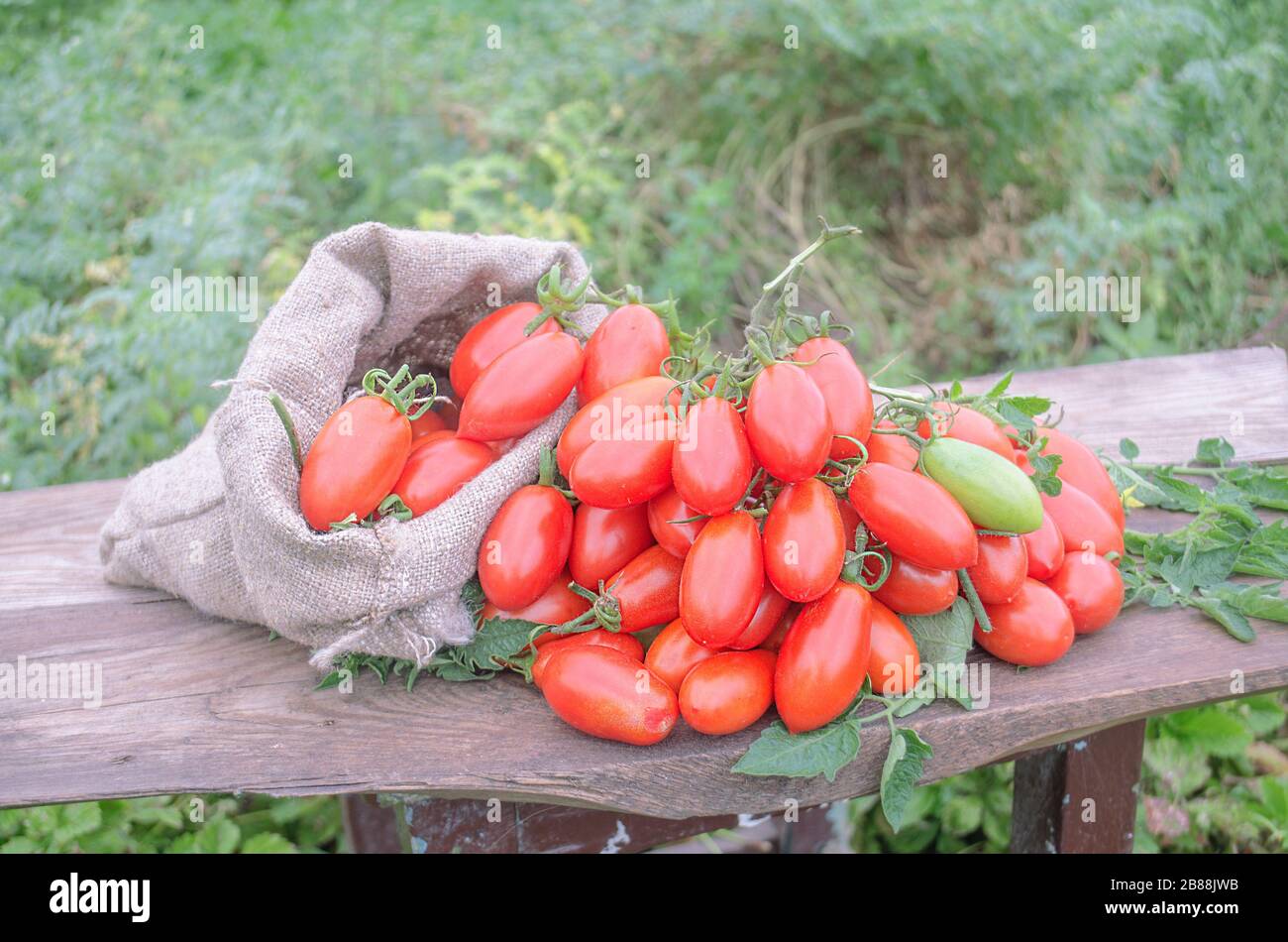 Fruits have a deep red color. A productive plum tomato Stock Photo
