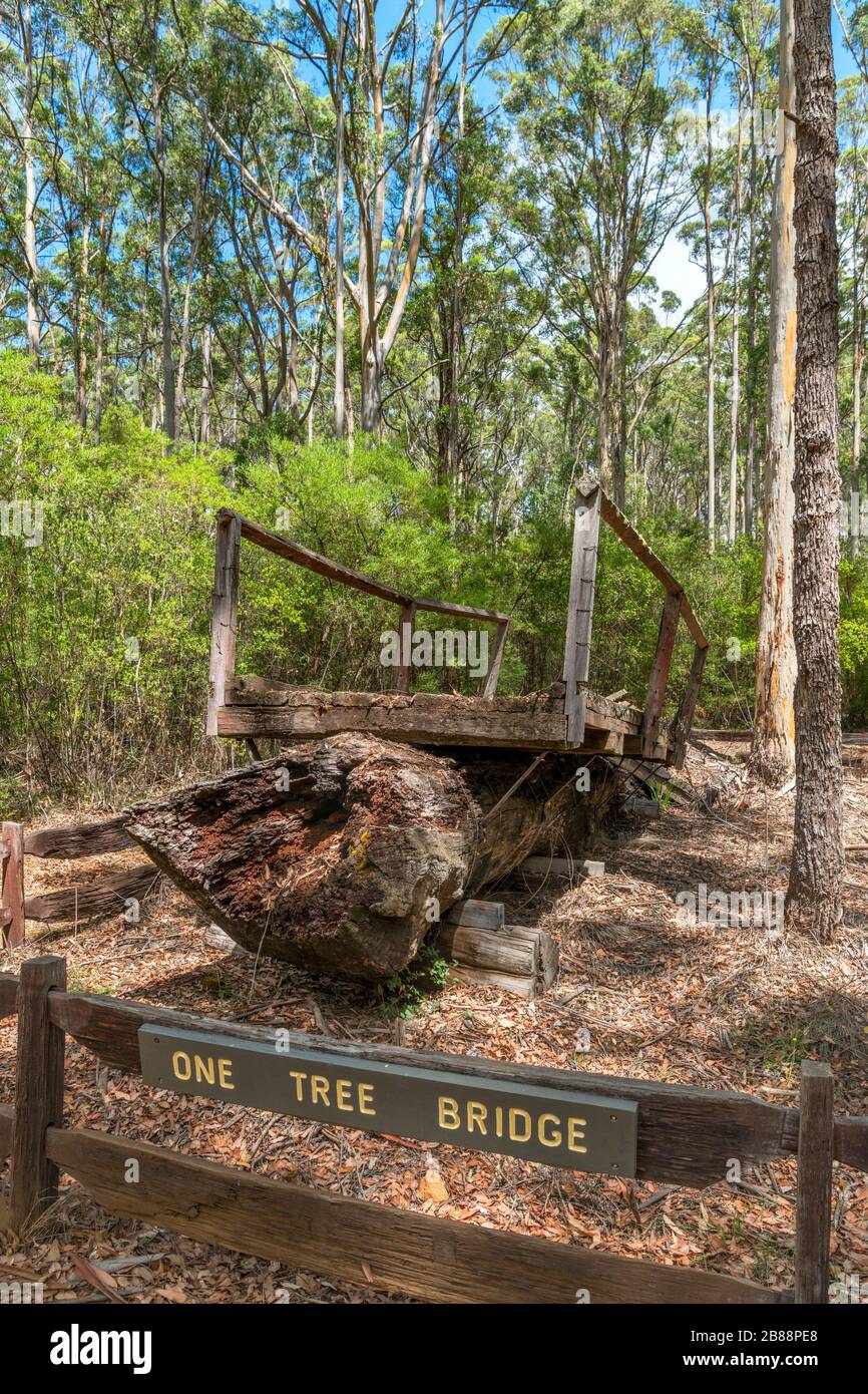 One Tree Bridge, an old bridge consisting of one giant Karri Tree which used to span the Donnelly River, Western Australia, Australia Stock Photo