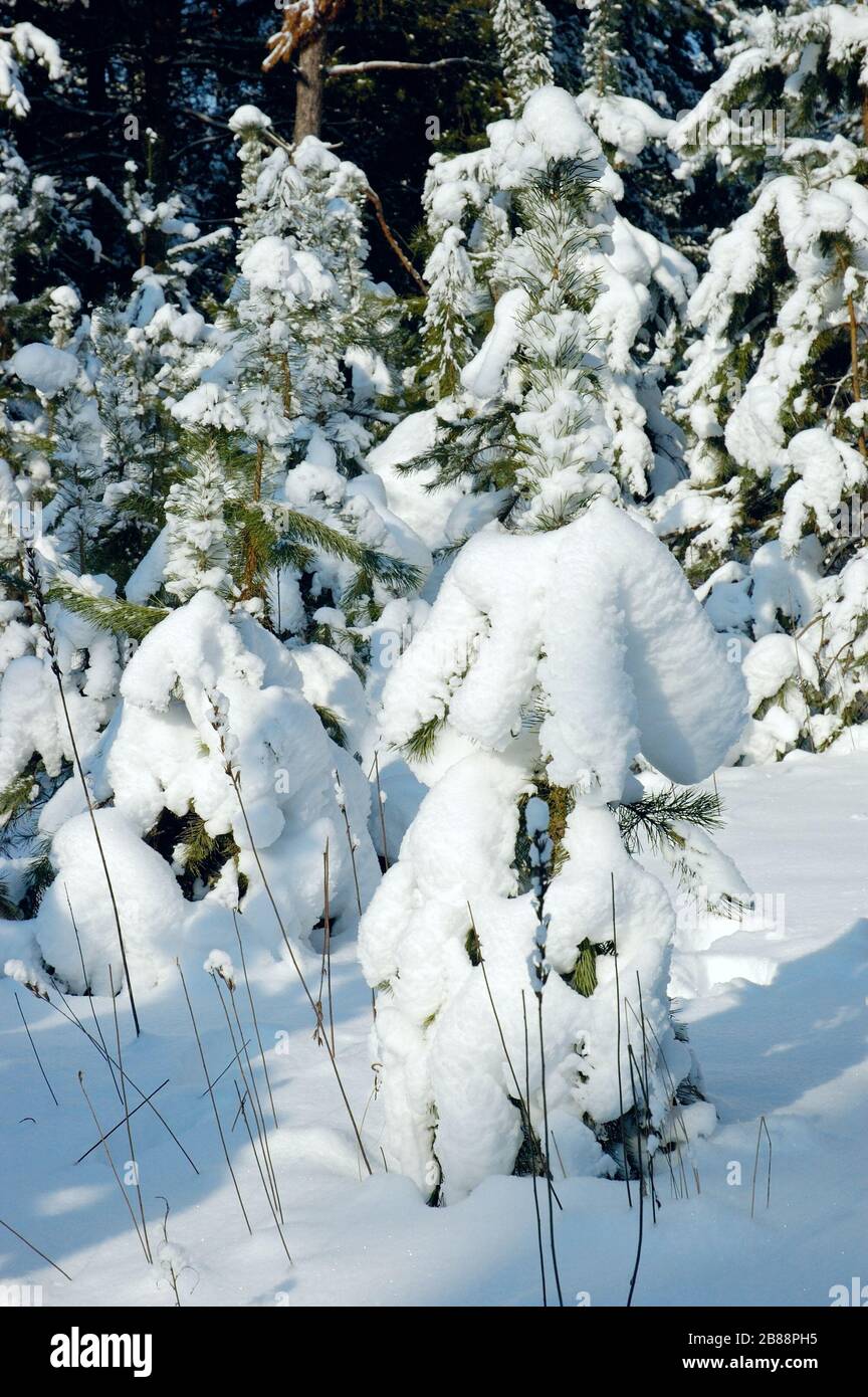 Lush evergreen trees stand hi-res stock photography and images - Alamy