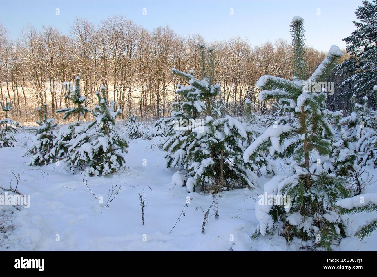 Lush evergreen trees stand hi-res stock photography and images - Alamy