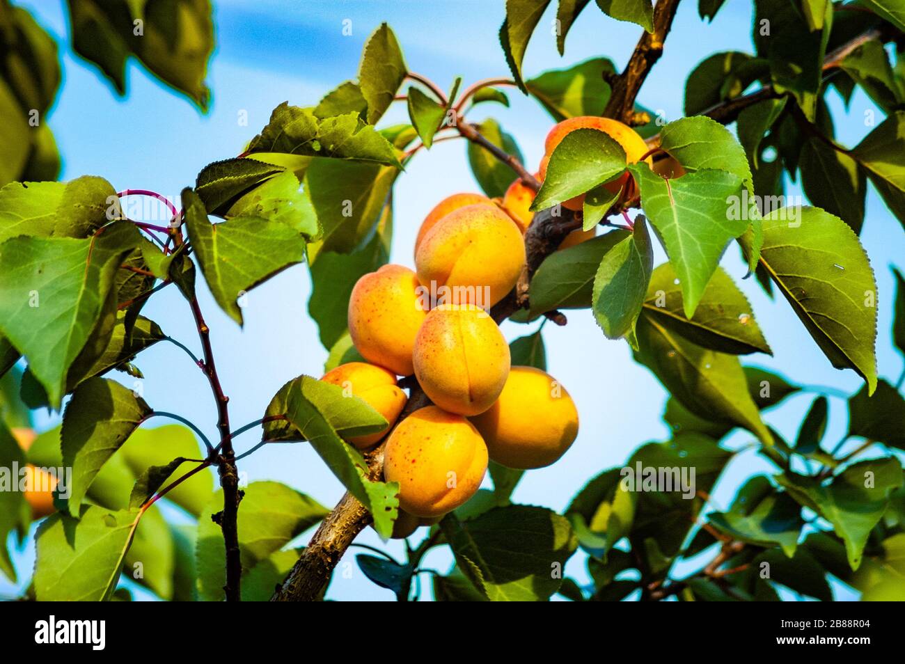 Apricot tree with fruits growing in the garden Stock Photo Alamy