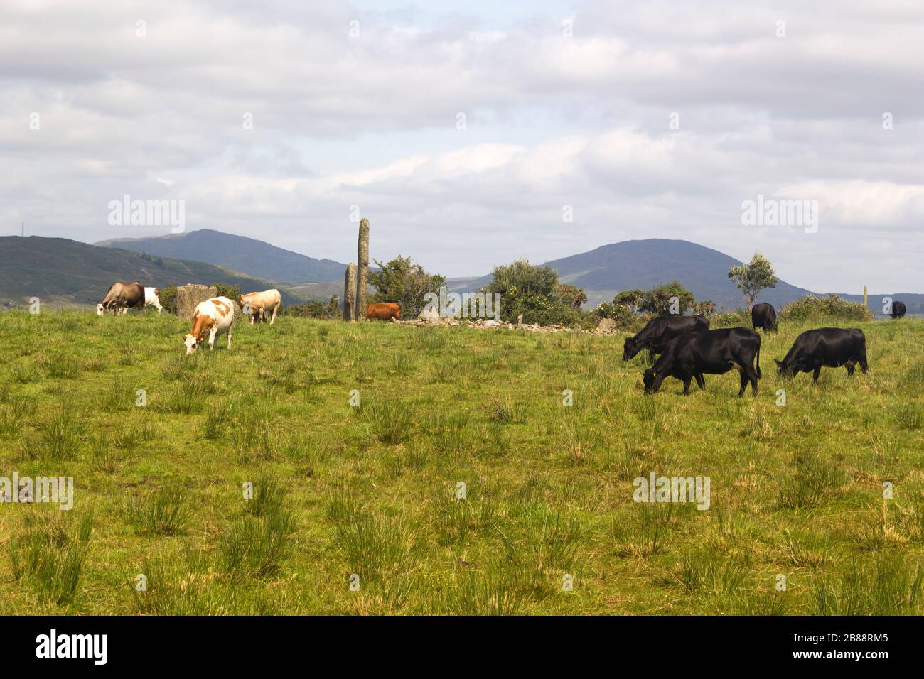 Herd of cows in a pastue in picturesque mountain countryside.County Cork,Ireland. Stock Photo