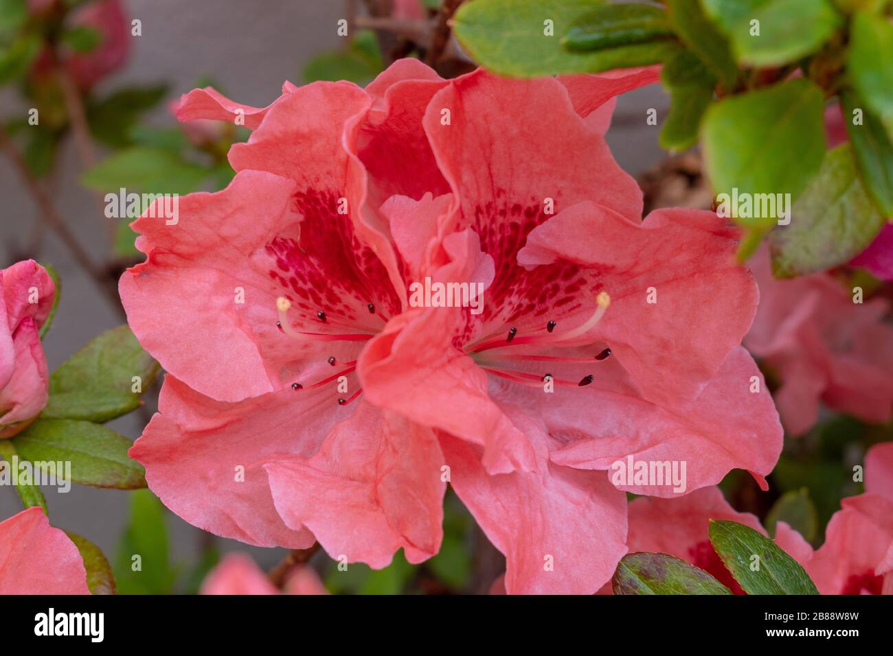 Azalea (Rhododendron) with pink salmon flowers detail Stock Photo
