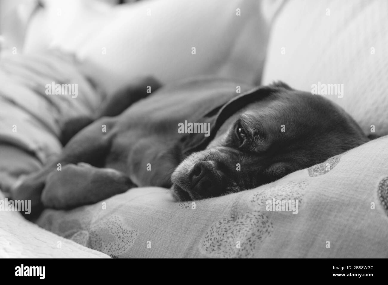 Dog in bed Stock Photo Alamy