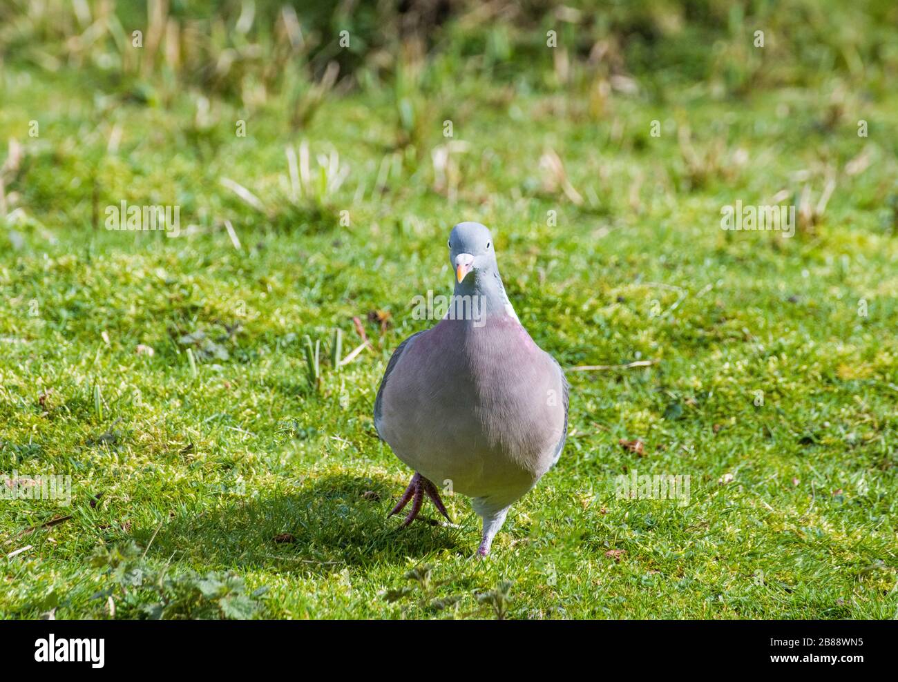 Common Wood Pigeon Columba palumbus seeking food on a grass meadow. Stock Photo