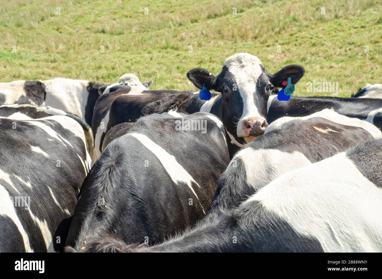 A herd of cows standing in a field together Stock Photo