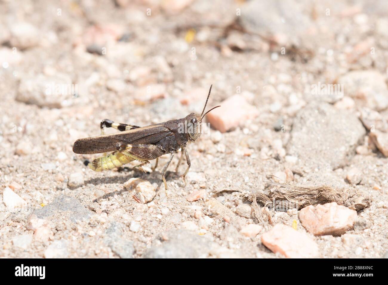 Speckle-winged Rangeland Grasshopper (Arphia conspersa) on the Ground on Dirt and Gravel in Colorado Stock Photo