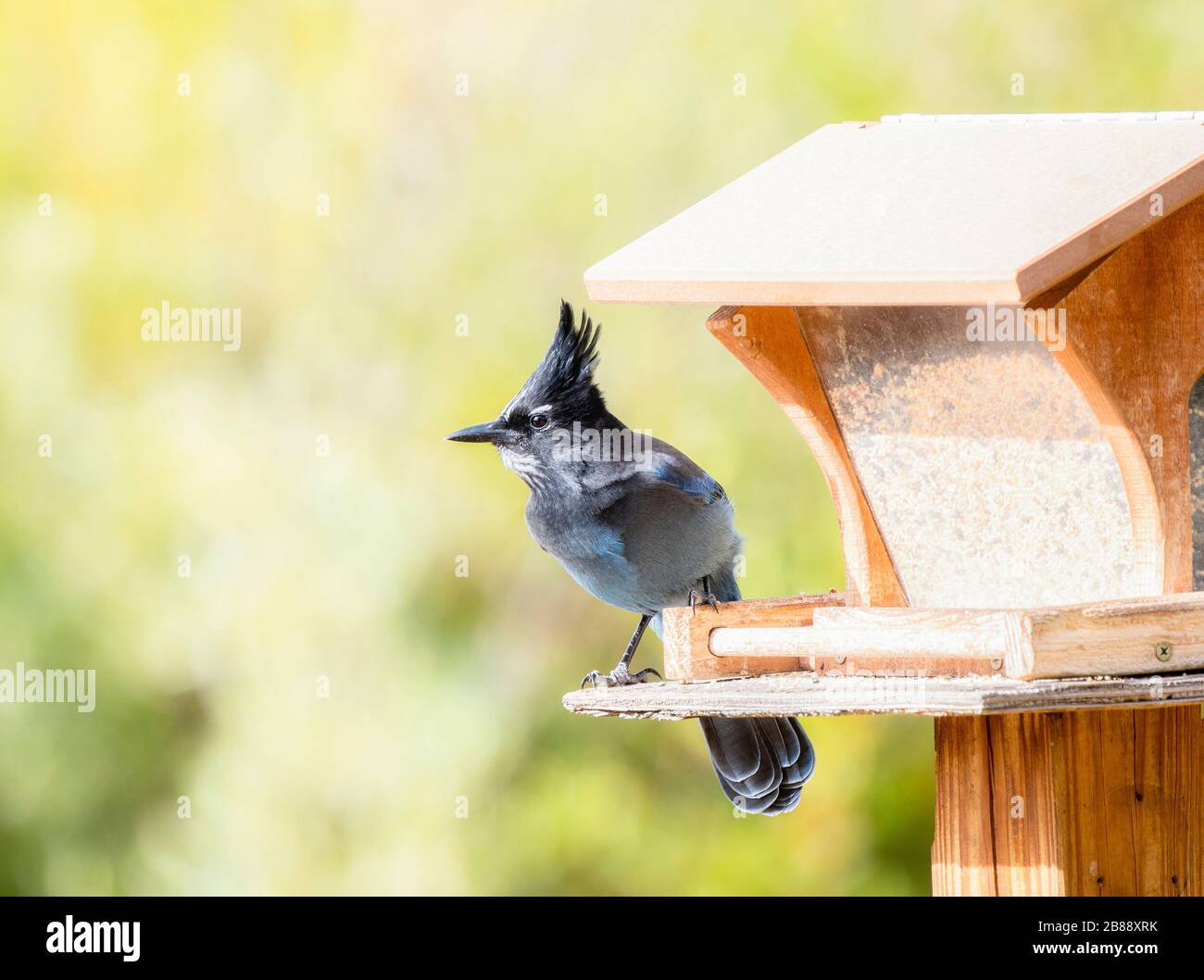 Beautiful Blue Steller S Jay Cyanocitta Stelleri With A Large Black Crest At A Platform Feeder In The Mountains Of Colorado Stock Photo Alamy