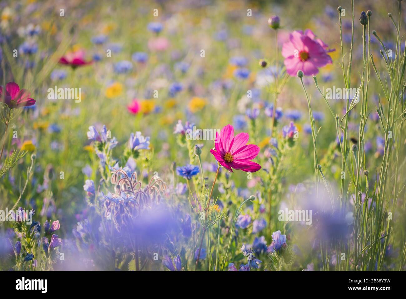 field of meadow flowers, Reigate, Surrey, England, UK Stock Photo Alamy