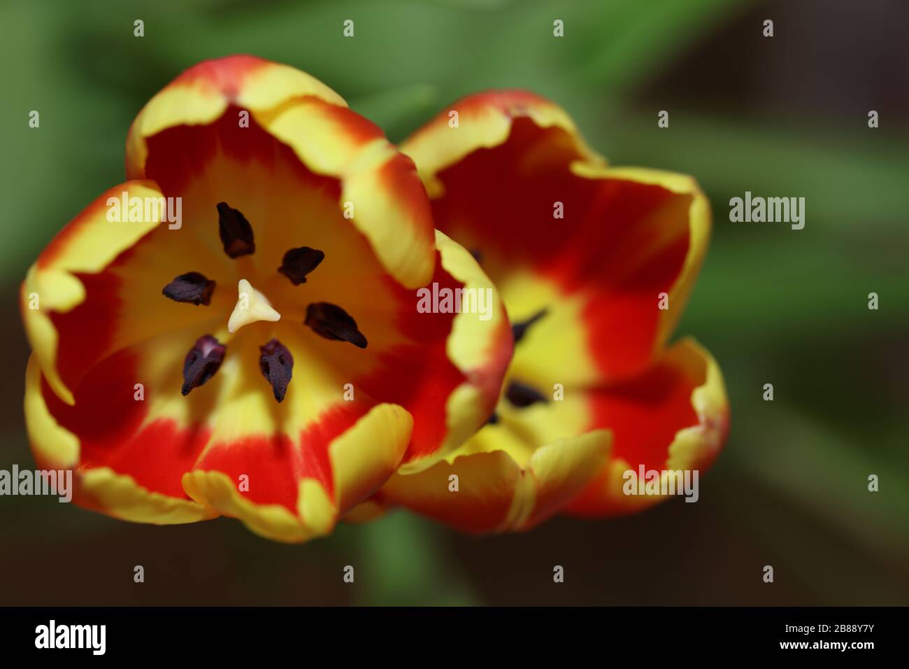 Tulip flower plant Stock Photo Alamy