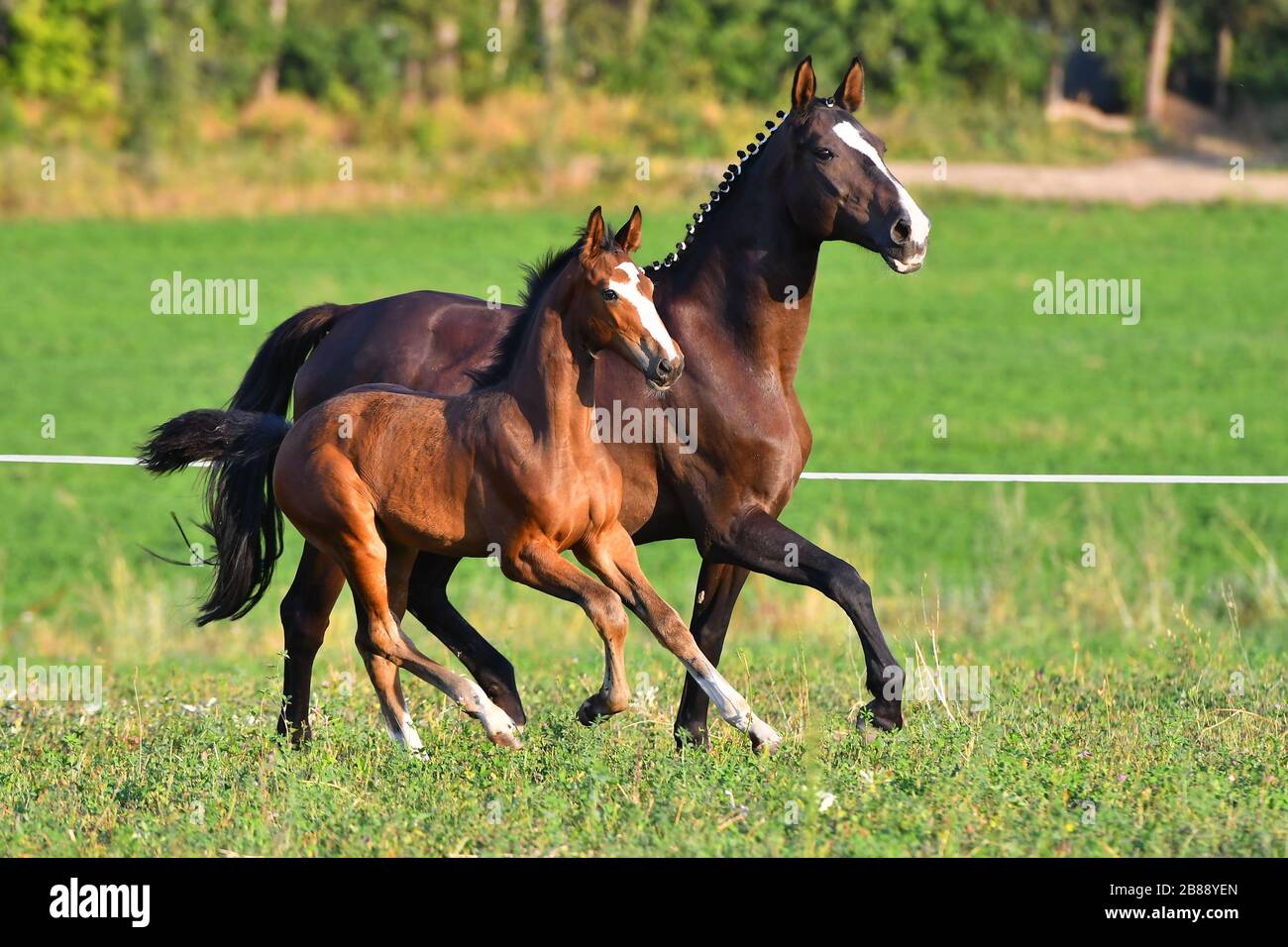 Dark bay mare with blaze and plated mane running with her foal in the green field. Stock Photo