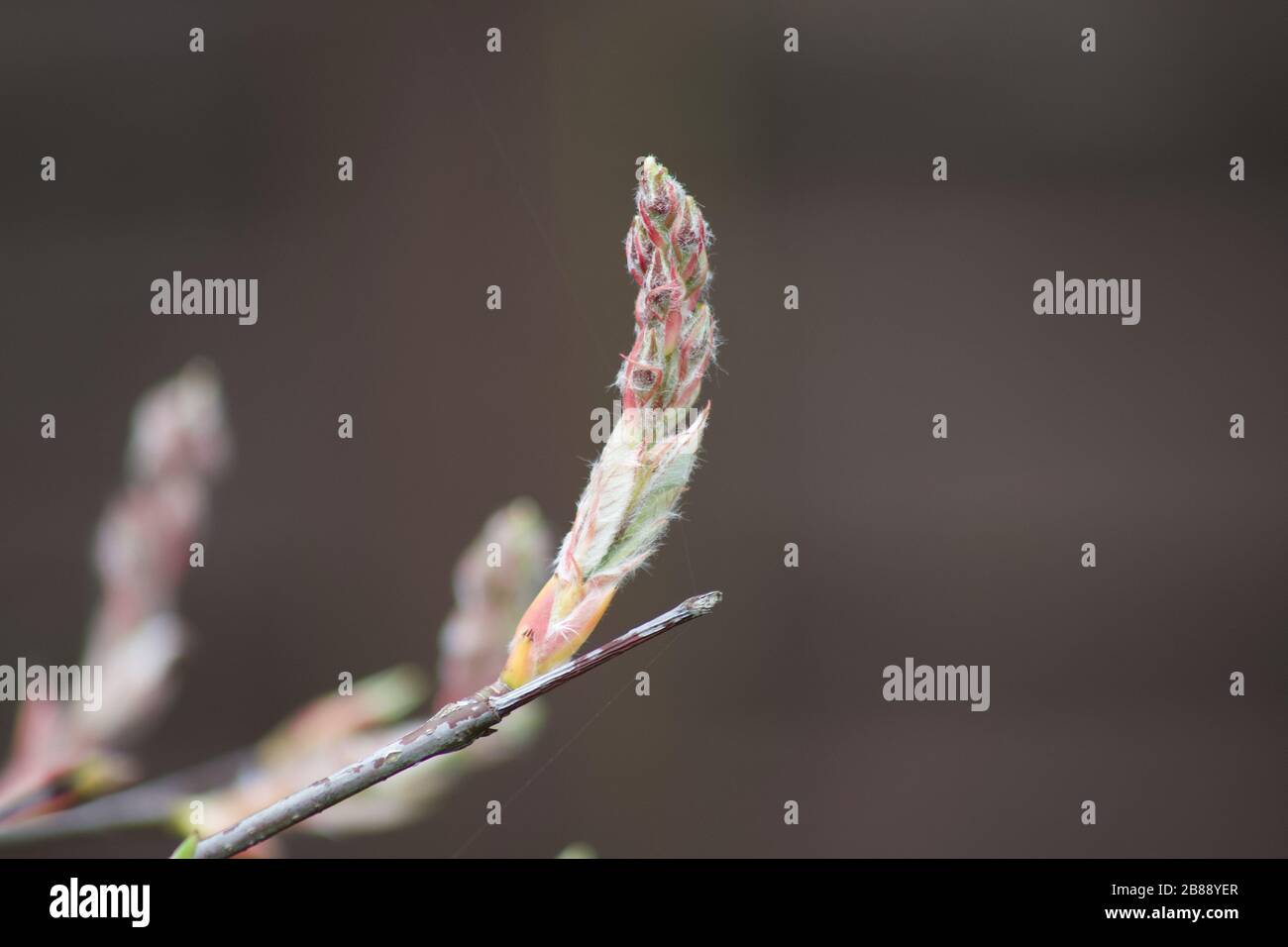 Amelanchier fresh bud growth in spring Stock Photo