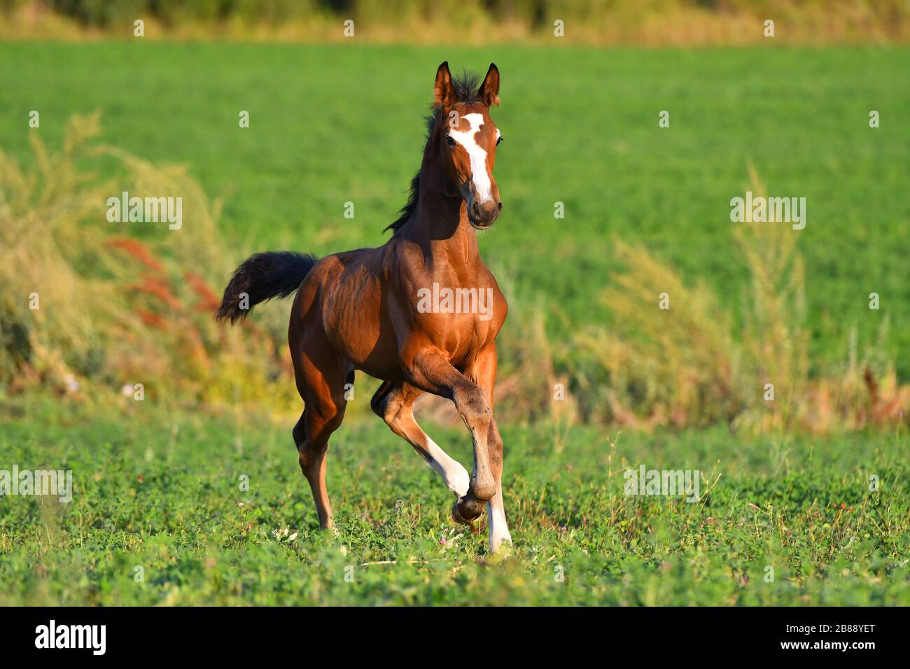 Bay foal with large white blaze running in gallop around field. Stock Photo