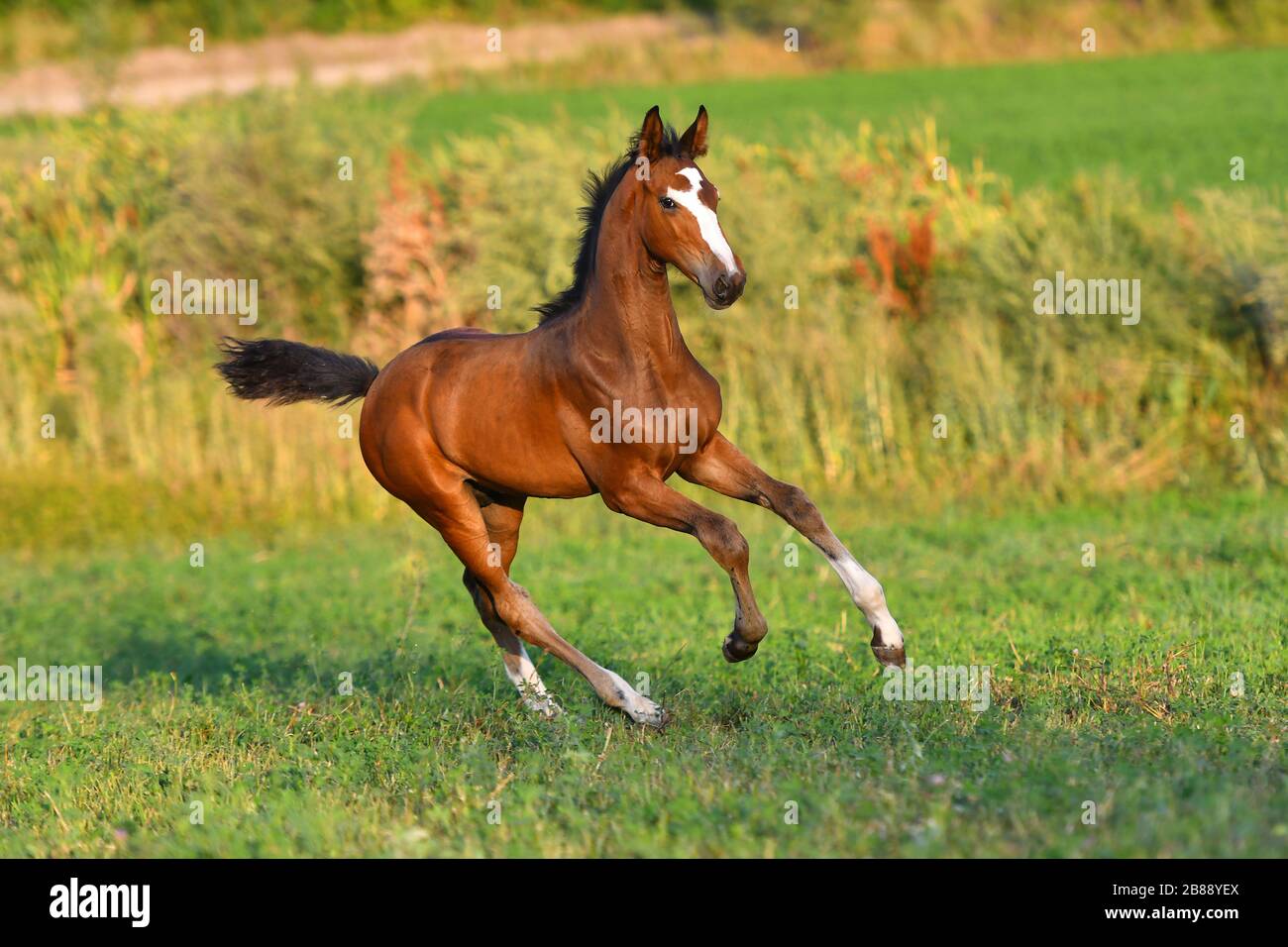 Bay foal with large white blaze running in gallop around field. Stock Photo