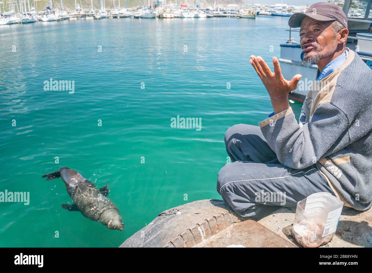 Hout bay, near Cape Town, South Africa - November 30, 2019 -a man feeds a seal in the harbour to attract tourists Stock Photo