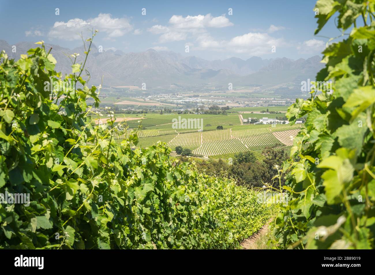 Near Stellenbosch, Western Cape Province, South Africa - December 1, 2019 - View across vineyards with the Simonsberg mountain in the background Stock Photo