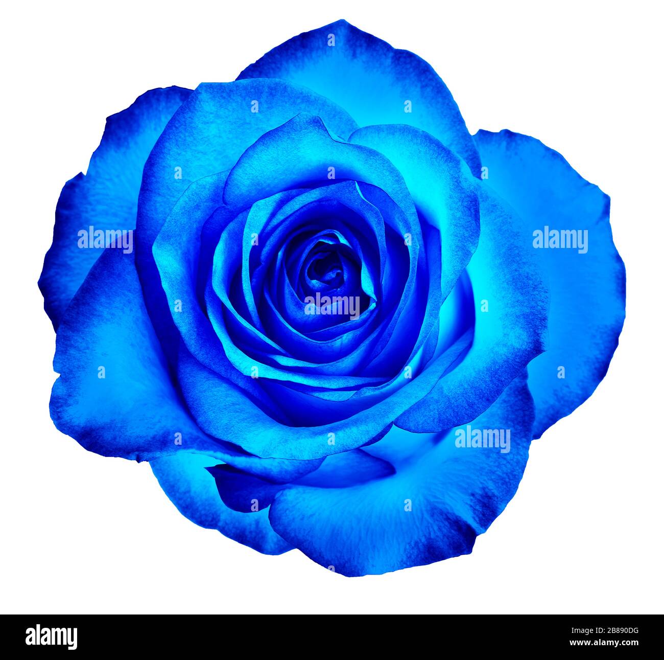 Beautiful delicate rose bud flower of a classic blue color isolated on