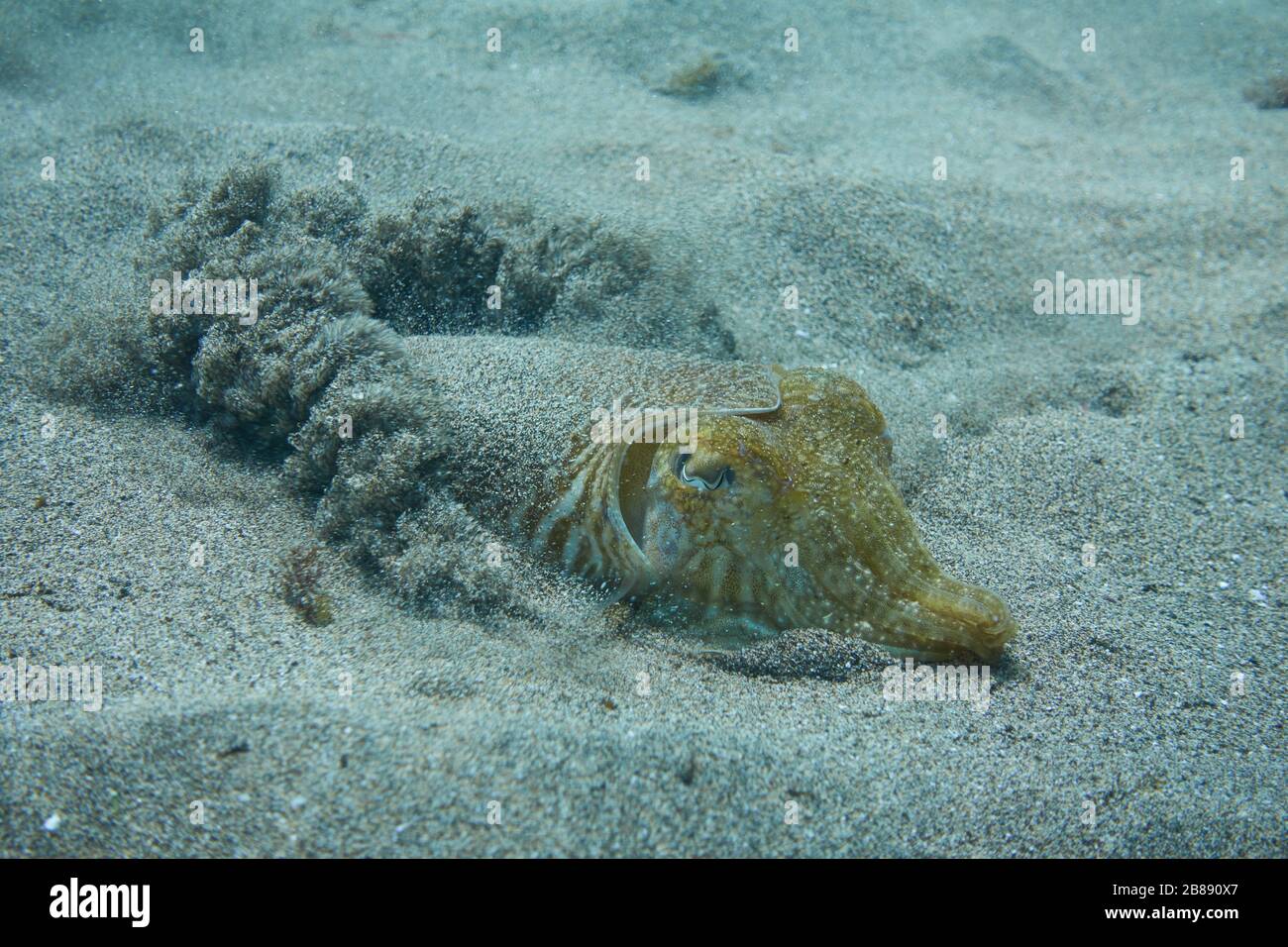 Cuttlefish Hiding underwater in a sandy seabed Stock Photo