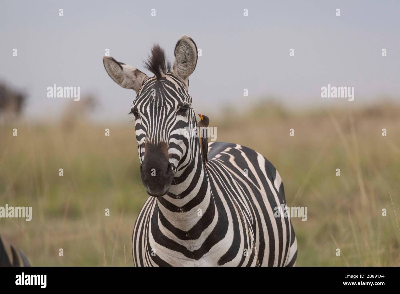 Zebra in Masai Mara National Reserve. Kenya Stock Photo - Alamy