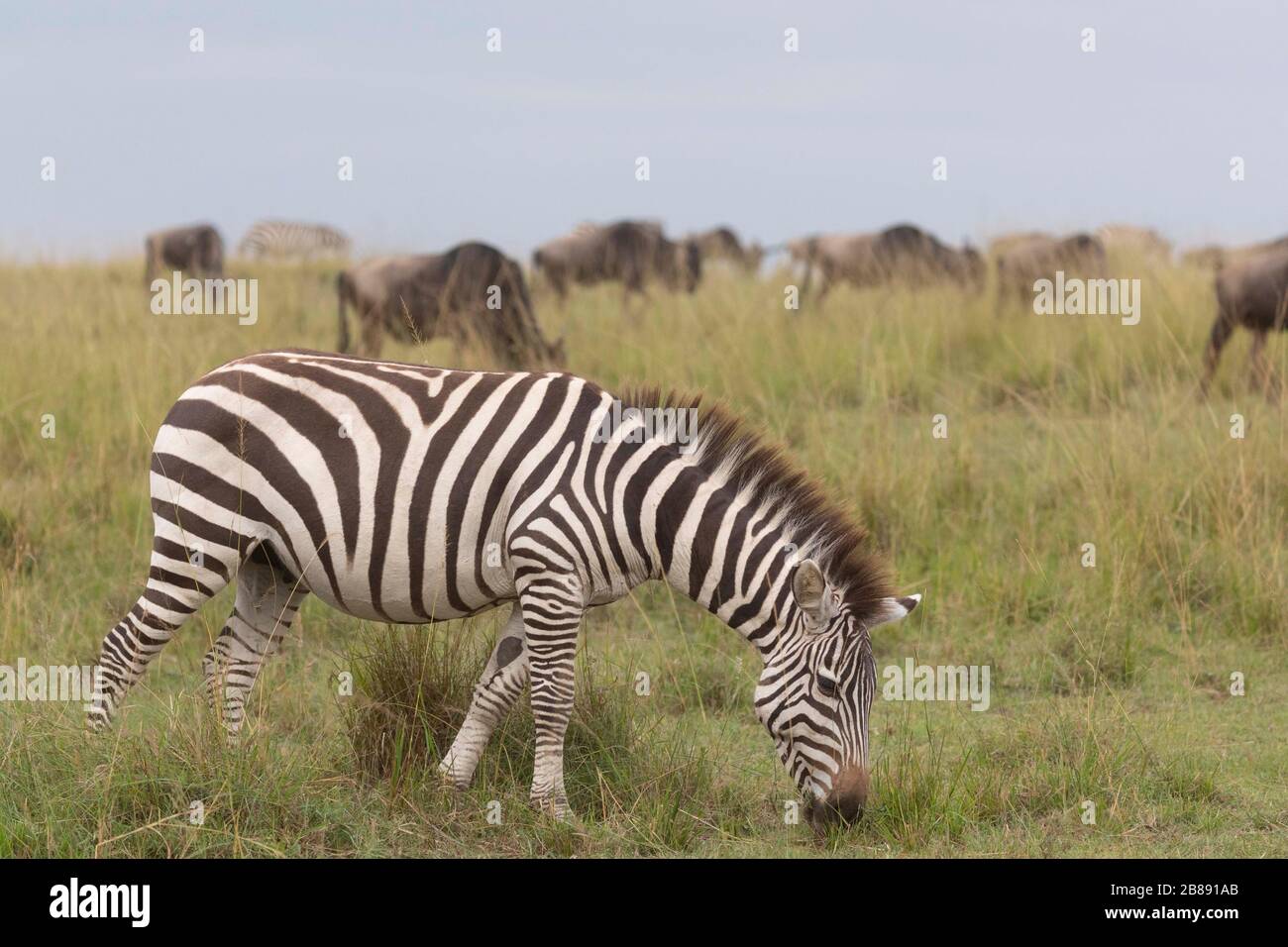 Zebra in Masai Mara National Reserve. Kenya Stock Photo - Alamy