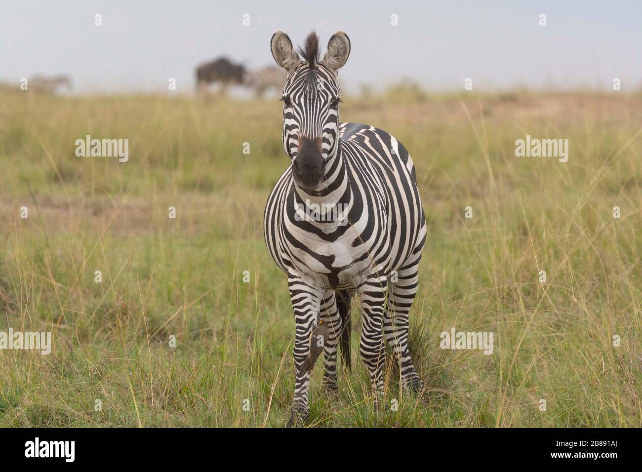 Zebra in Masai Mara National Reserve. Kenya Stock Photo - Alamy