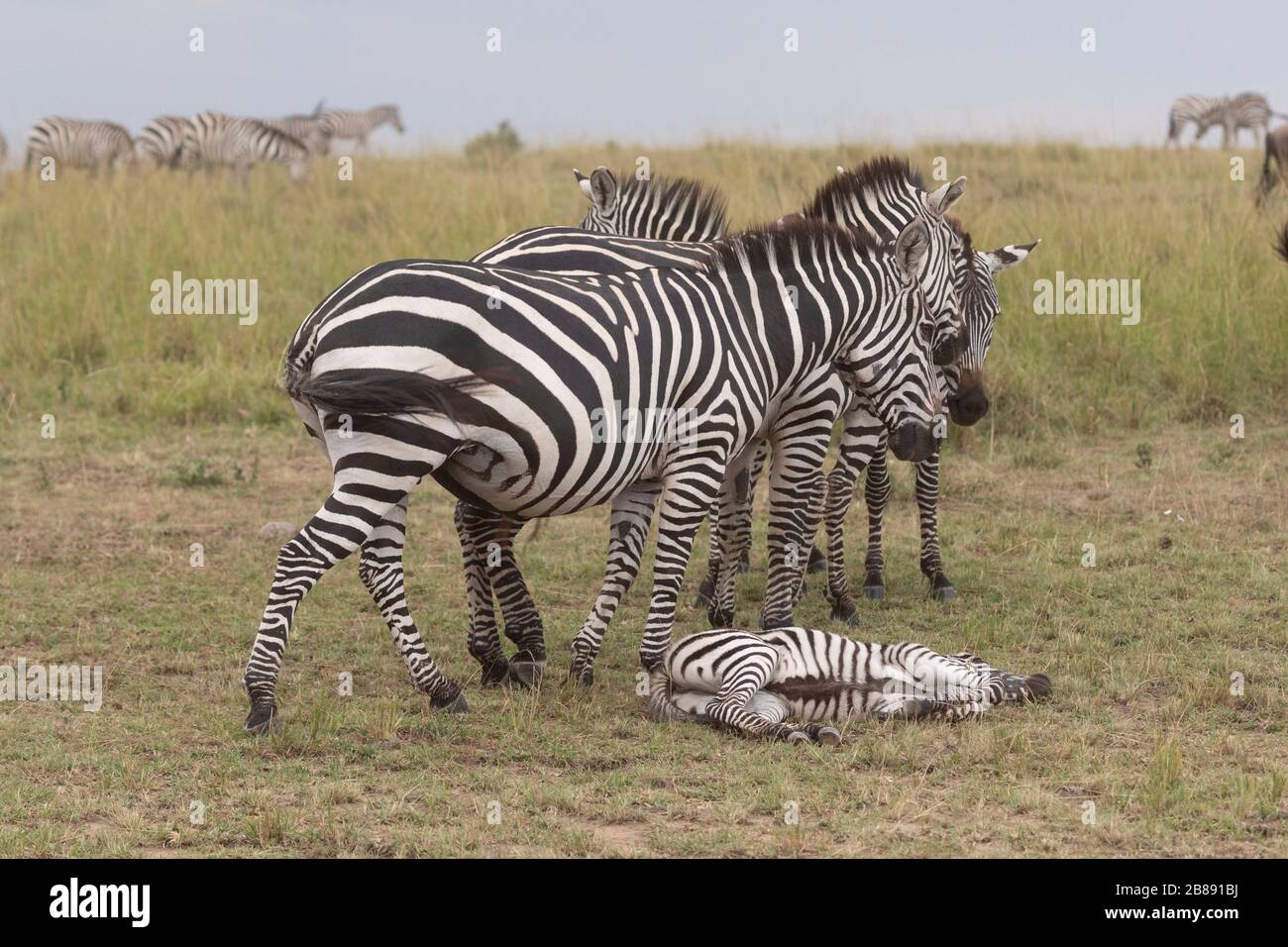 Zebra in masai mara hi-res stock photography and images - Alamy