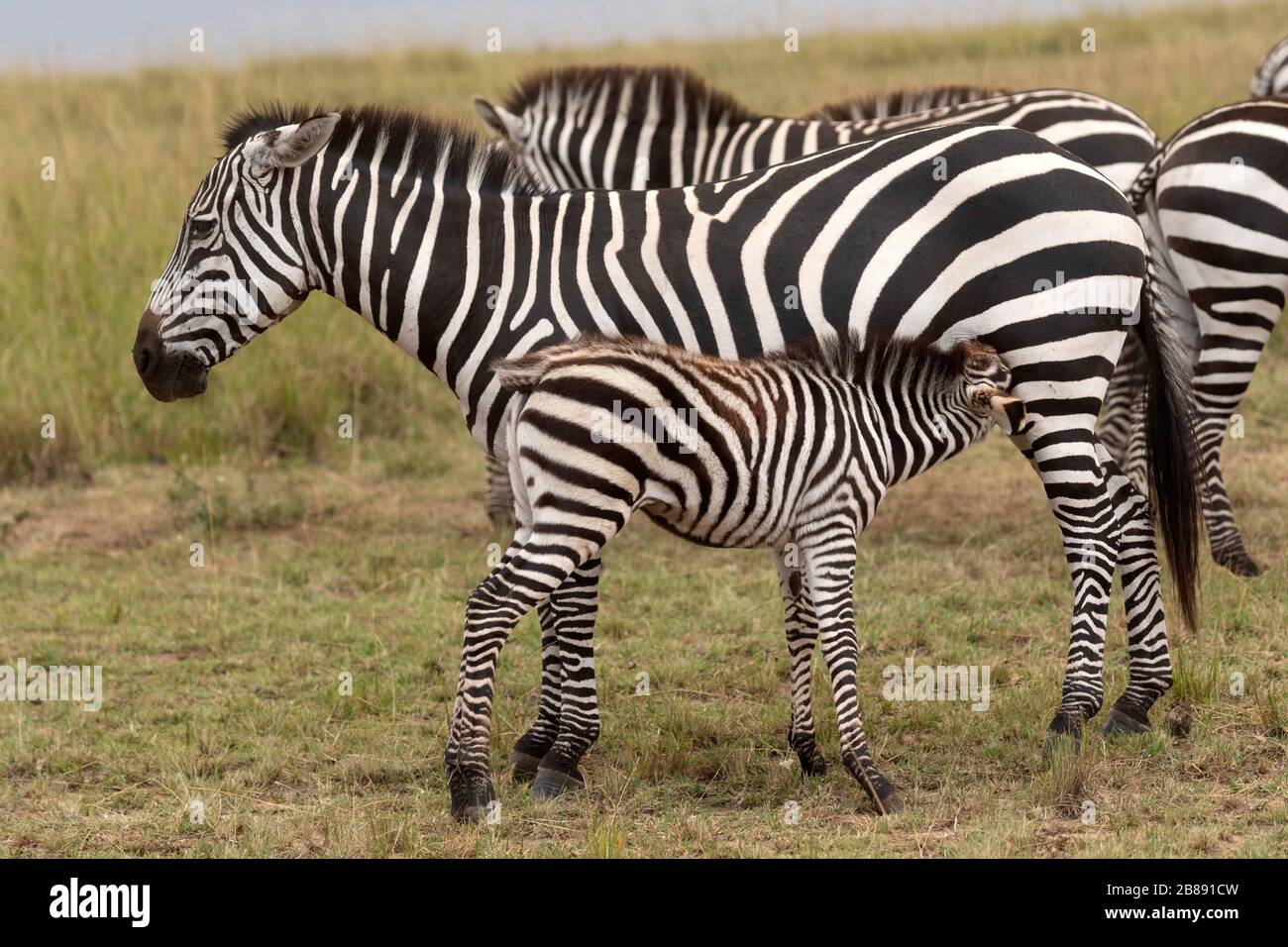 Zebra in Masai Mara National Reserve. Kenya Stock Photo - Alamy