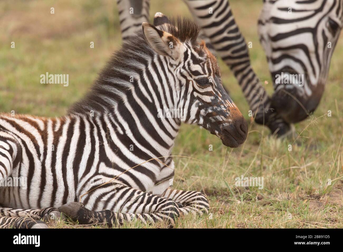 Zebra in Masai Mara National Reserve. Kenya Stock Photo - Alamy