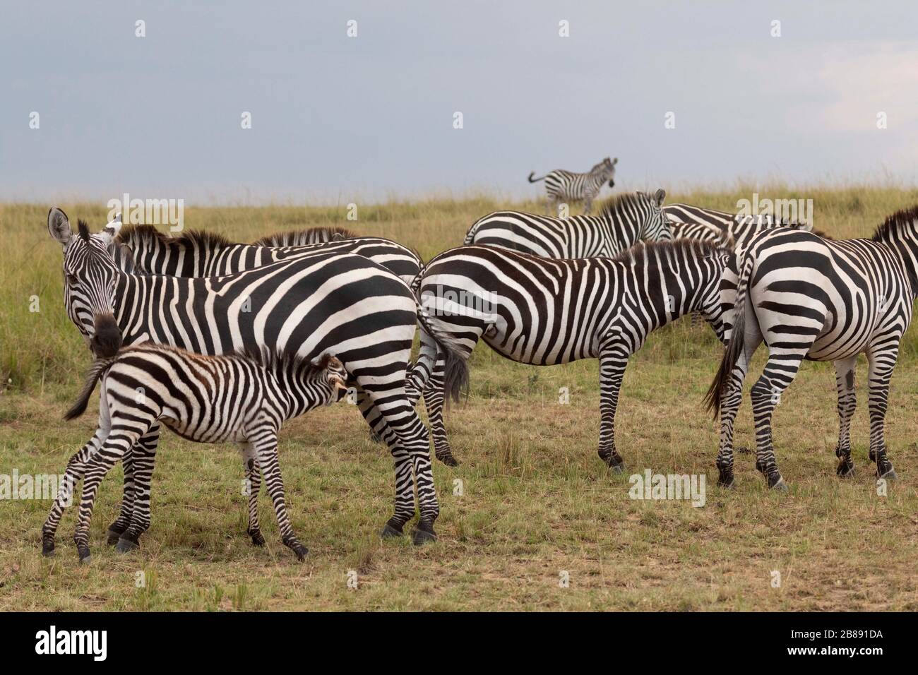 Zebra in Masai Mara National Reserve. Kenya Stock Photo - Alamy