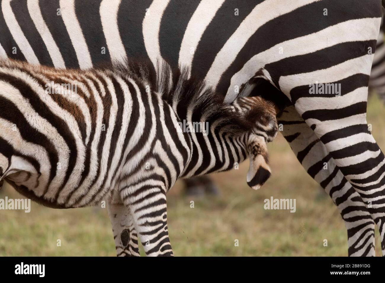 Zebra in Masai Mara National Reserve. Kenya Stock Photo - Alamy