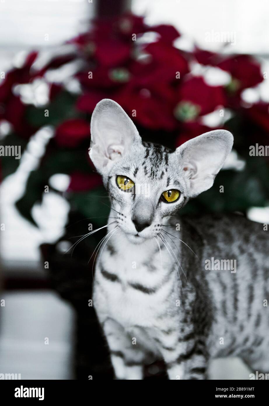 Oriental cat portrait. Purrsia Cattery. Stock Photo