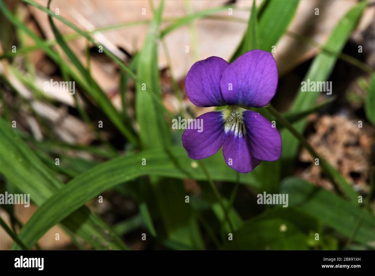 Common violets are blue my dear. Stock Photo
