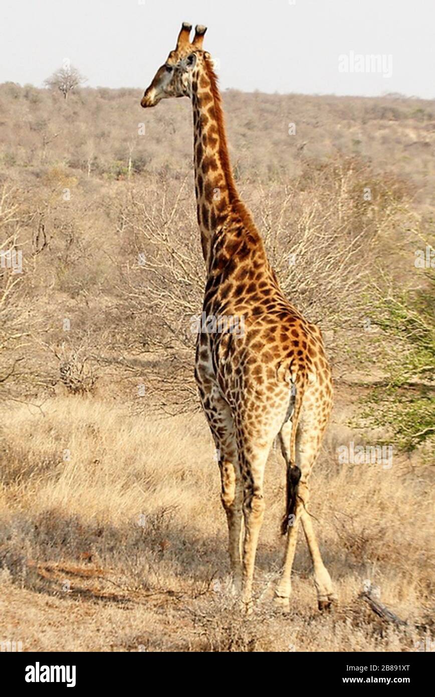 Girafe afrique hi-res stock photography and images - Alamy
