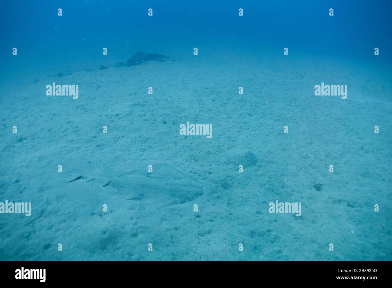 Critically edangered Angelshark hiding under the sand underwater in Lanzarote, the Canary Islands Stock Photo