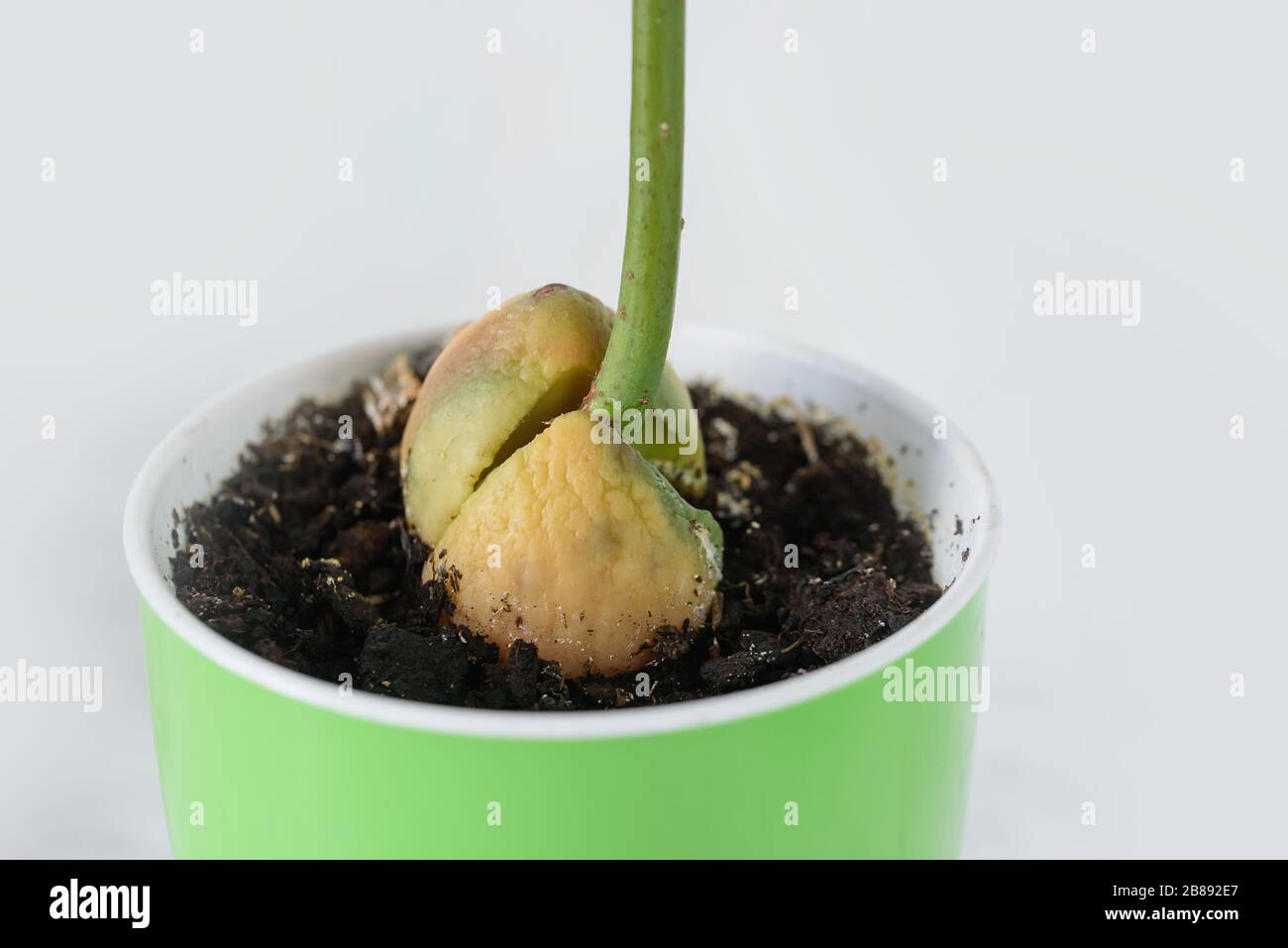 Growing Avocado from seed at home. sprout an avocado in pot, potted