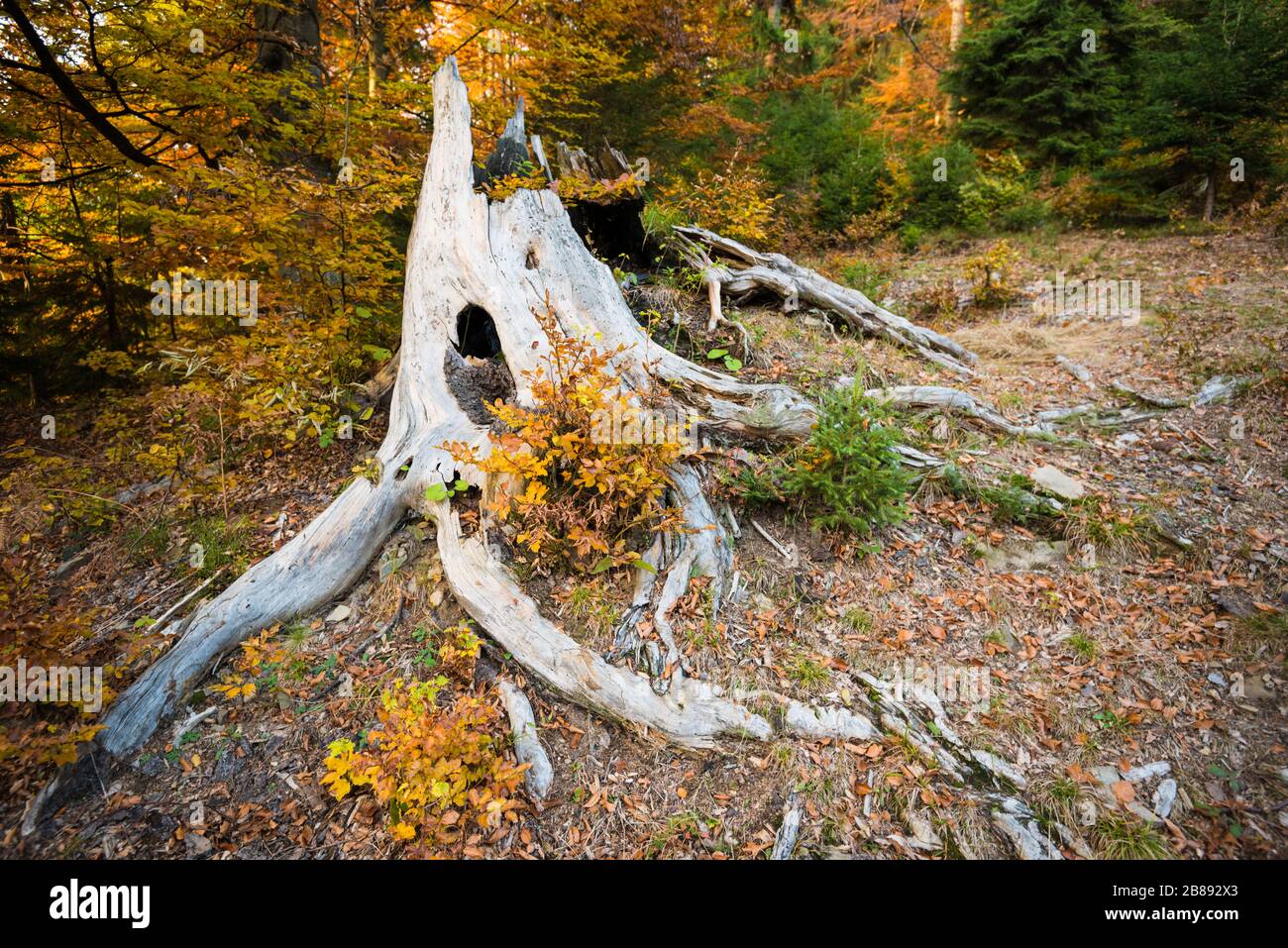 Close up of big root of very old tree surrounded by yellow and green ...