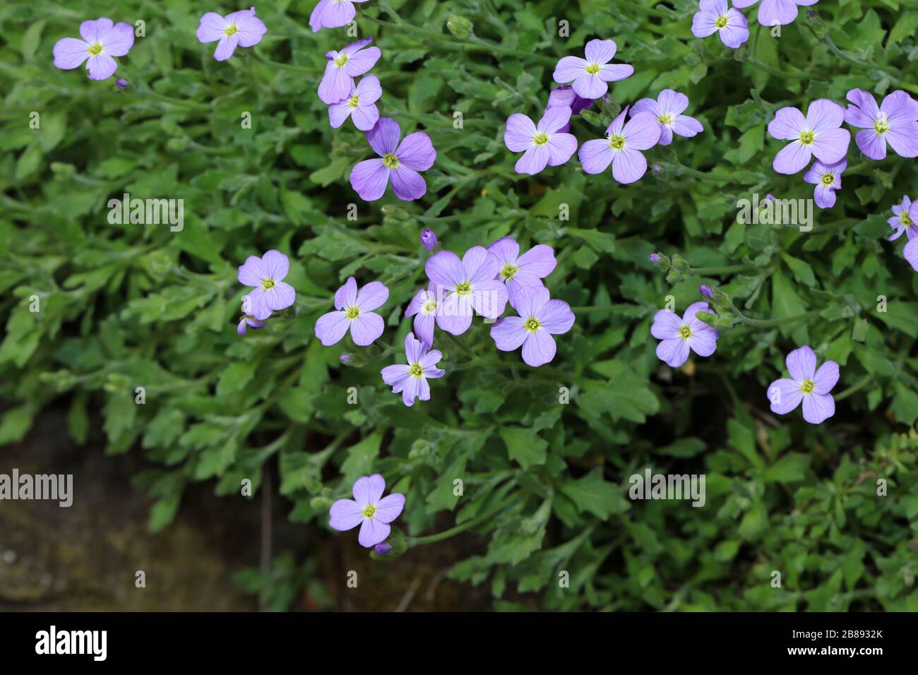 Aubrieta Stock Photo